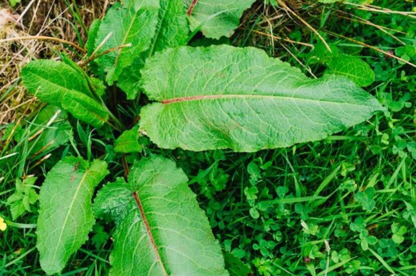 Kuzu Kulağı Nelere İyi Gelir? Mucizevi Faydaları!